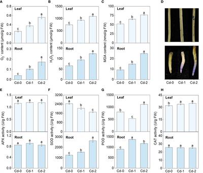 Identification and characterization of the critical genes encoding Cd-induced enhancement of SOD isozymes activities in Zhe-Maidong (Ophiopogon japonicus)